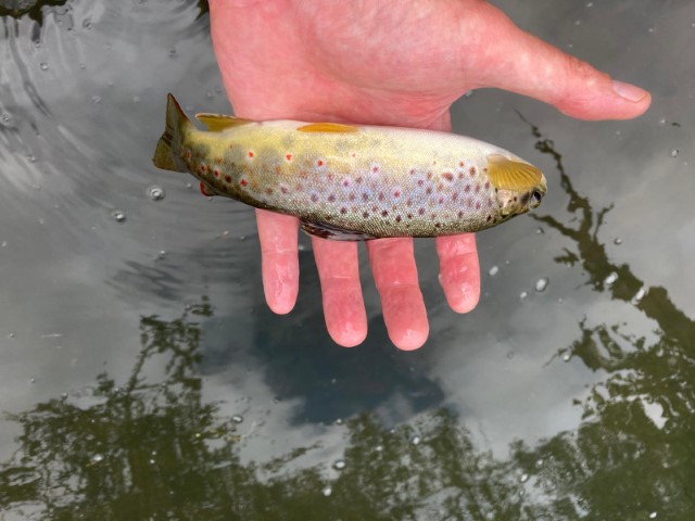 DE September(1)