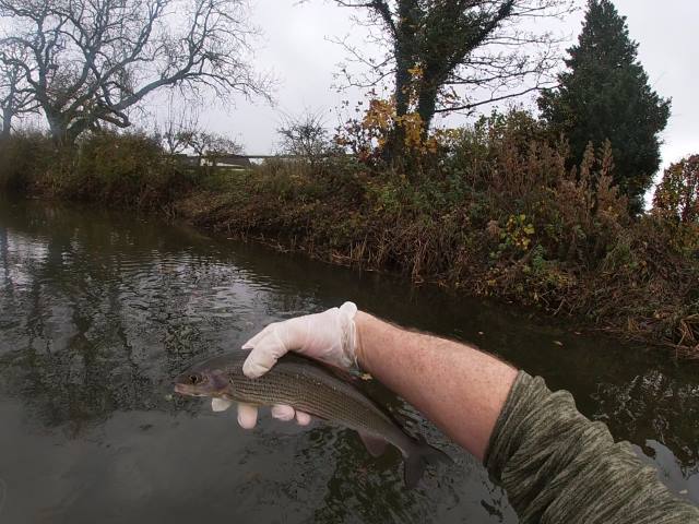 Grayling 10