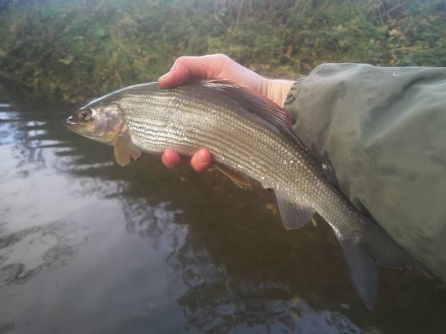 Grayling 3