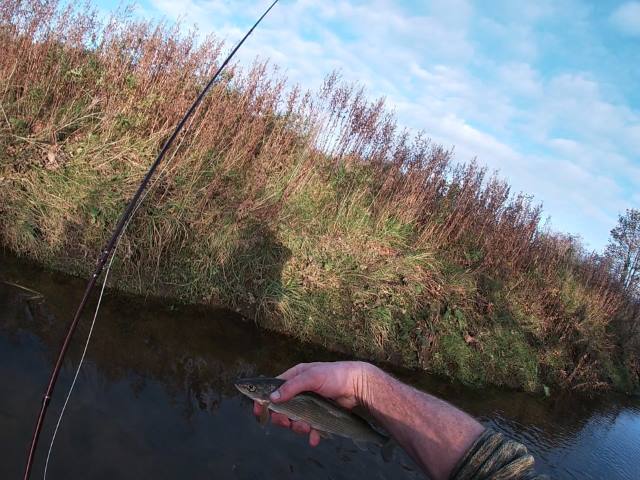 Grayling 4