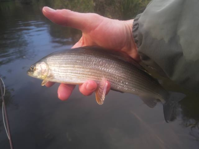 Grayling 5