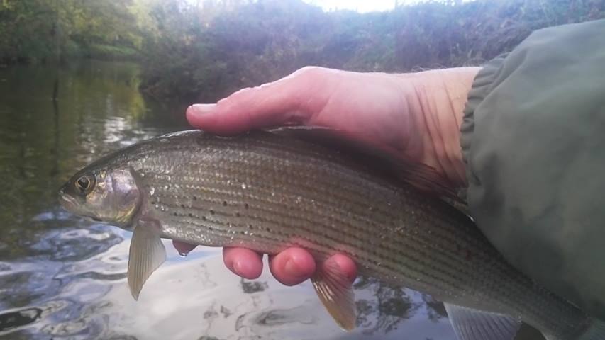 Grayling 6