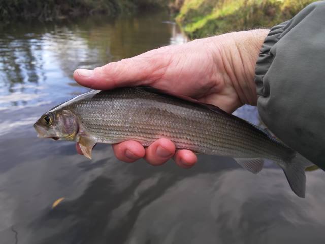 Grayling 7