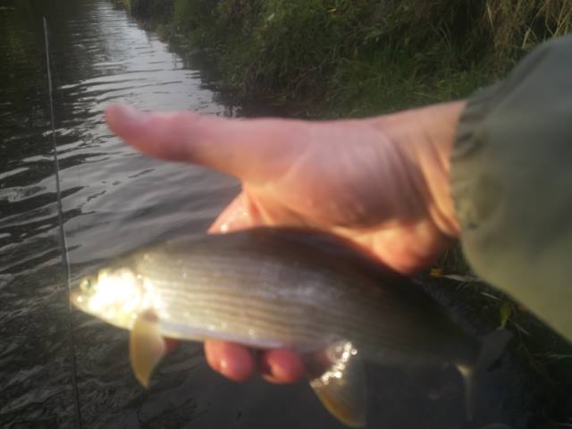 Grayling 9