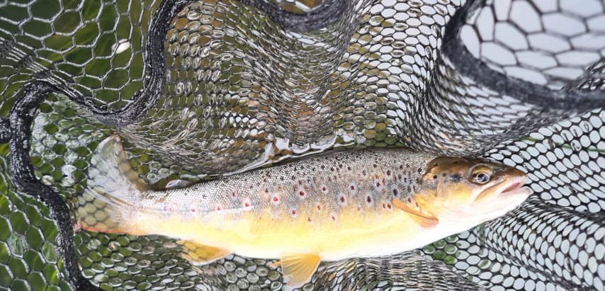 JT Trout 31May22