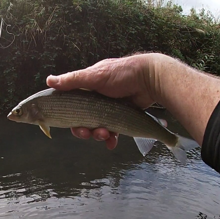 September Grayling