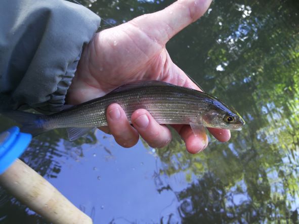 First Tenkara Grayling