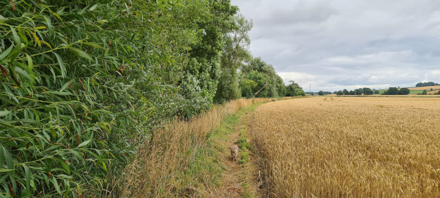 Gilling Beck August 2021 (13)