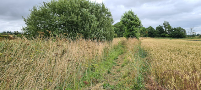 Gilling Beck August 2021 (19)