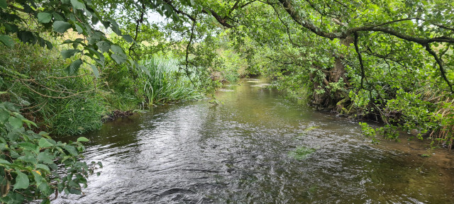 Gilling Beck August 2021 (25)
