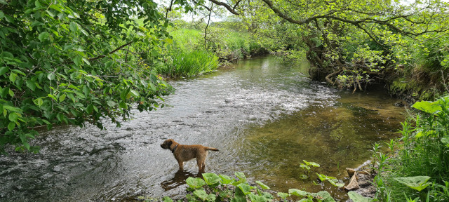 Gilling Beck June21 (23)