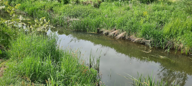 Gilling Beck June21 (6)