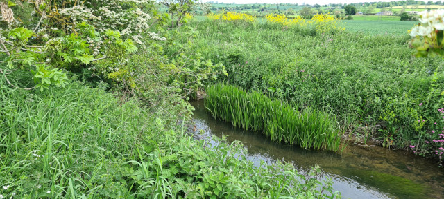 Gilling Beck June21 (16)