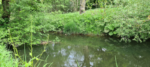 Gilling Beck June21 (22)