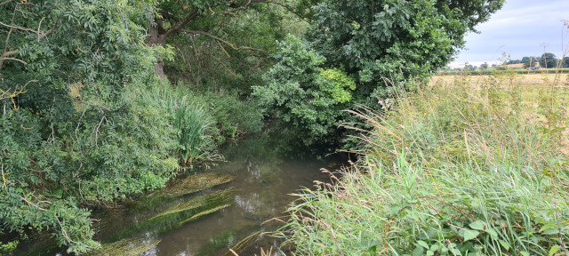 Late Summer (5)