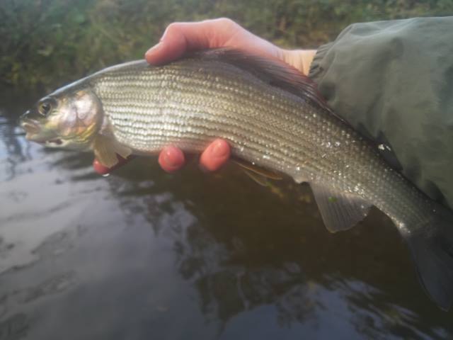 Grayling caught on Gilling Beck ready for careful release