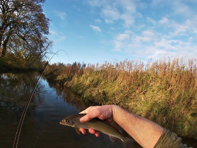 Grayling 2