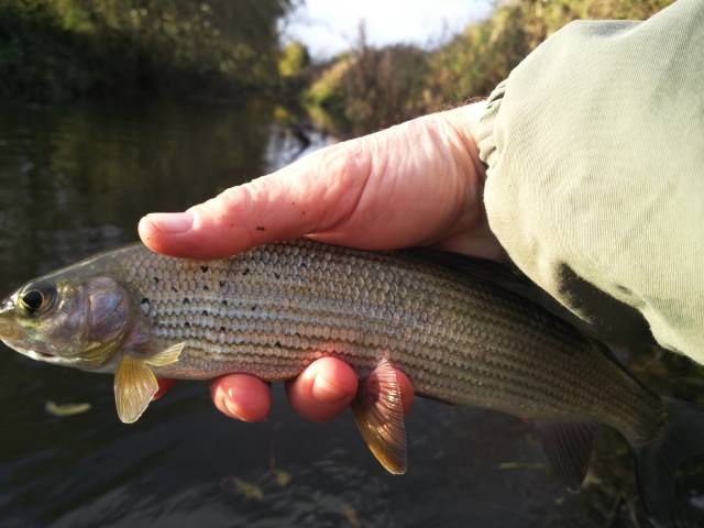 Grayling 8