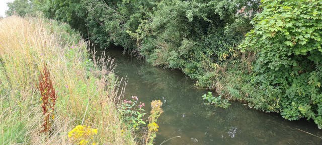 Late Summer (2)