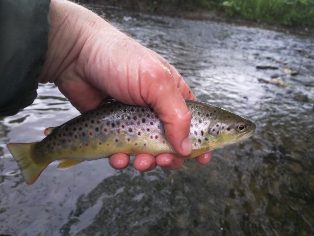 RW Trout 31May22