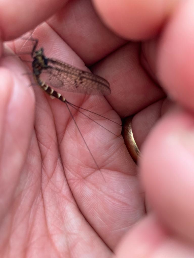 Mayfly