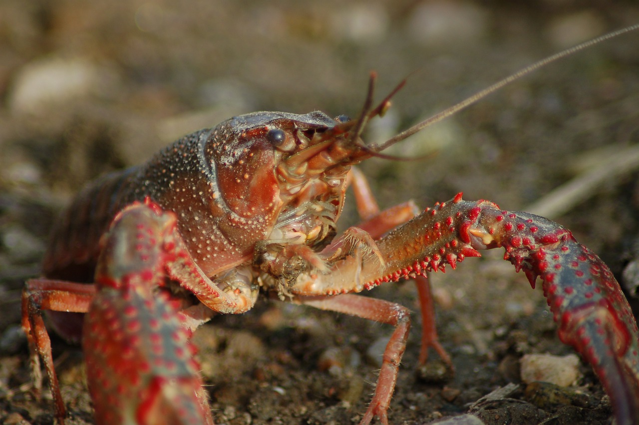 Crayfish found in freshwater